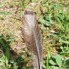 Turkeys Feather - Durham, PA
